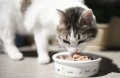 RAFI CAT wet cat food MIX OF FLAVORS 24x400 g