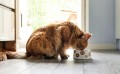 RAFI CAT wet cat food MIX OF FLAVORS 24x400 g