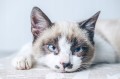 RAFI CAT Karma mokra dla kota Dolina Noteci Tuńczyk 10 x 100g bezzbożowa