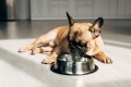 Karma dla psa Pan Mięsko wołowina z koziną 20kg